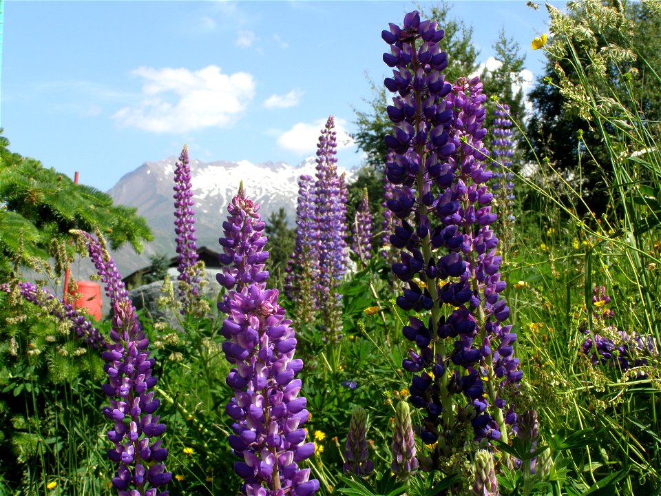 fleurs au 2 alpes