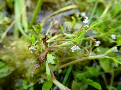 Helosciadium inundatum (L.) W.D.J.Koch, 1824
