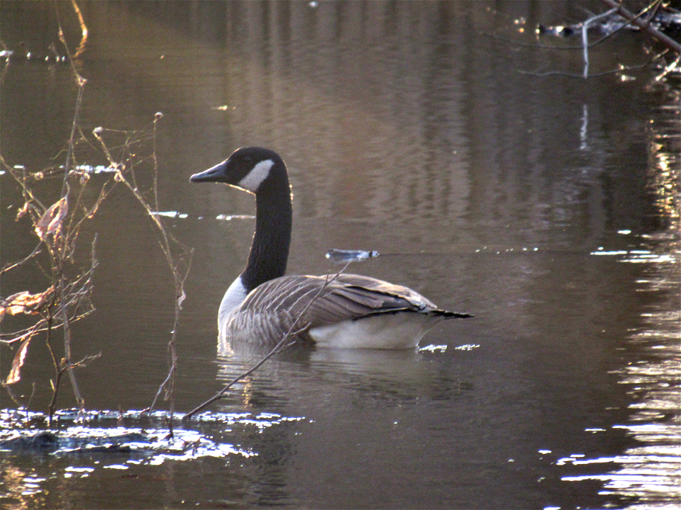 Goose