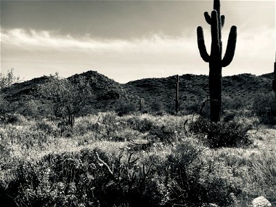 Saguaro Cactus in Late Afternoon