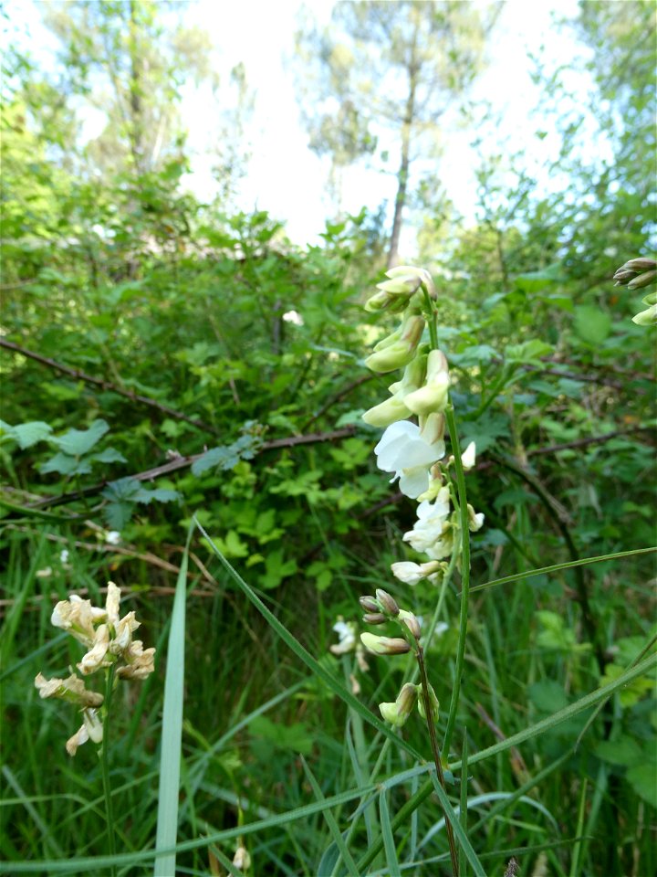 Lathyrus pannonicus (Jacq.) Garcke, 1863