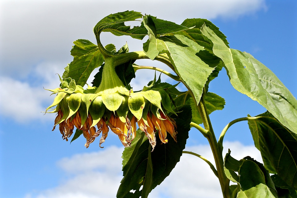 Sunflower under blue sky
