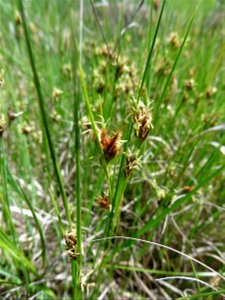 Rhynchospora fusca (L.) W.T.Aiton, 1810