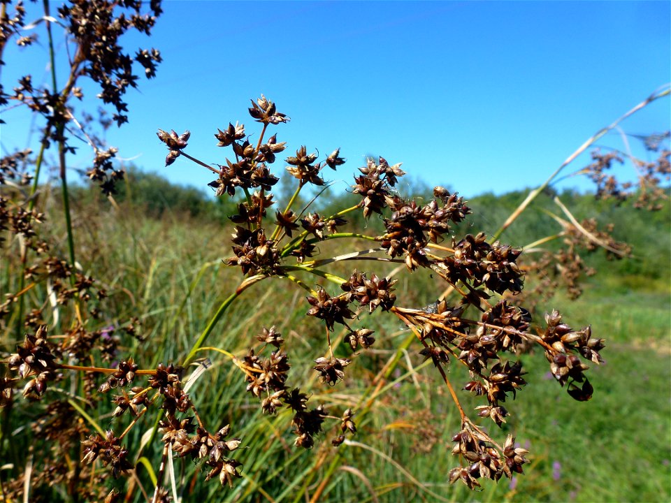 Cladium mariscus (L.) Pohl, 1809