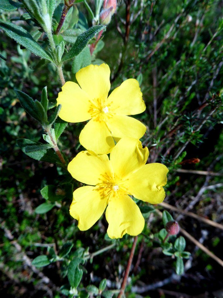 Cistus lasianthus subsp. alyssoides (Lam.) Demoly, 2006