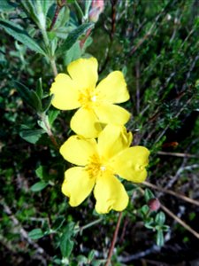 Cistus lasianthus subsp. alyssoides (Lam.) Demoly, 2006