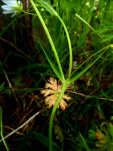 Stellaria holostea L., 1753