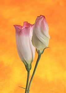 Two pink eustoma on white