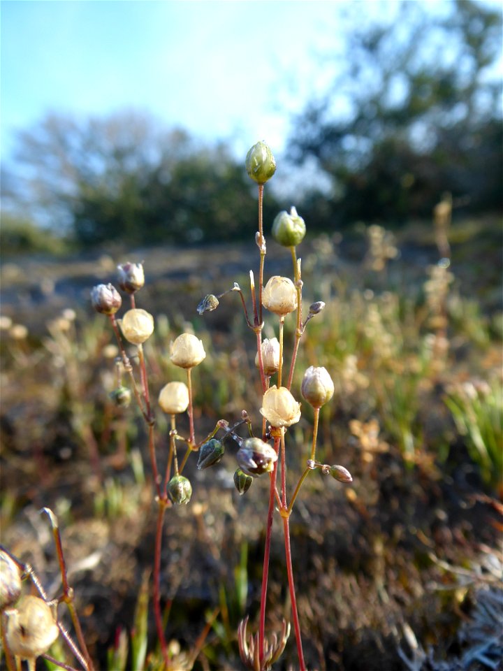 Spergula morisonii Boreau, 1847