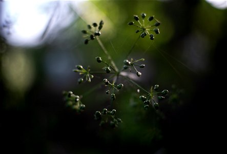 dill