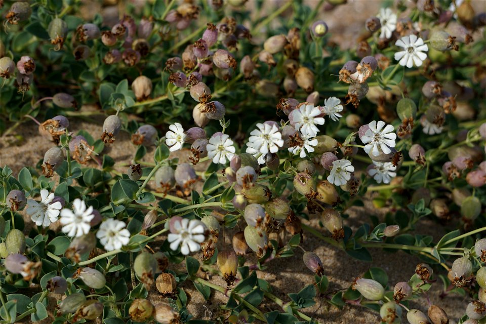 Silene uniflora subsp. thorei (Dufour) Jalas, 1984