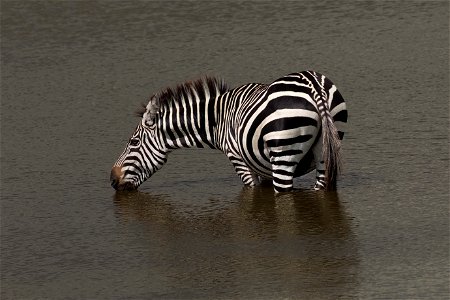 Zebra Tempting the Crocodiles