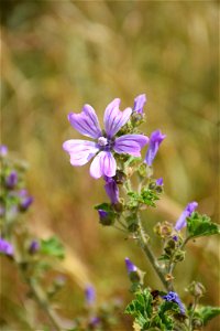 Malva sylvestris L., 1753