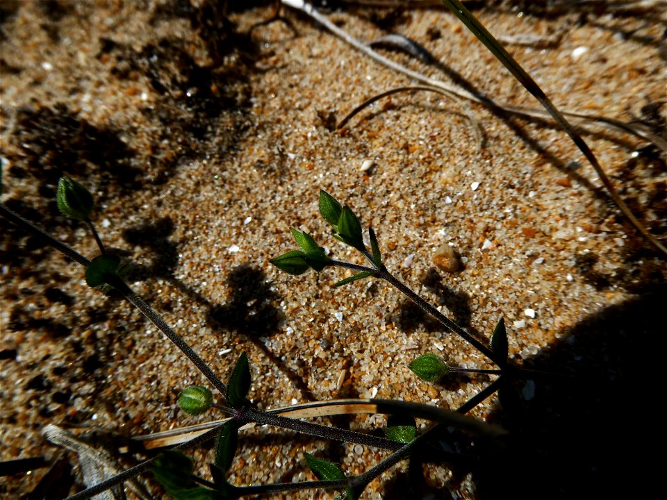 Arenaria serpyllifolia L., 1753