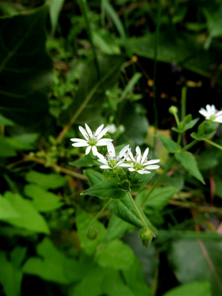 Myosoton aquaticum (L.) Moench, 1794