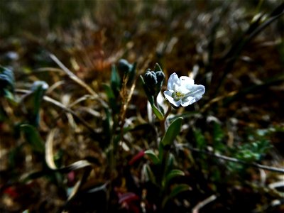 Omphalodes littoralis Lehm., 1818