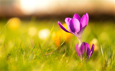 Crocus Wallpaper