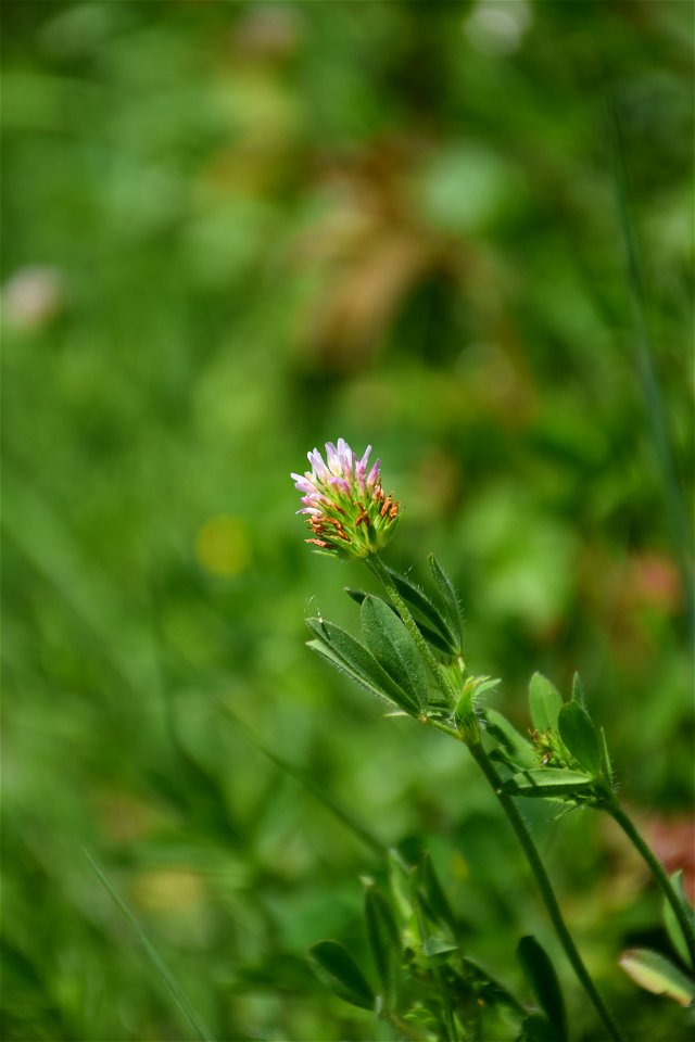 Trifolium squamosum L., 1759