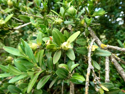 Buxus sempervirens L., 1753
