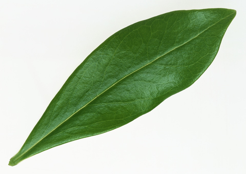 Leaf of a plant close up
