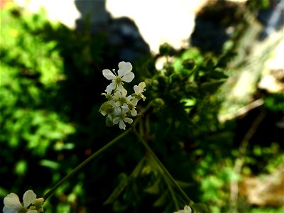 Anthriscus sylvestris (L.) Hoffm., 1814