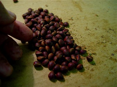 Whitebark pine seed