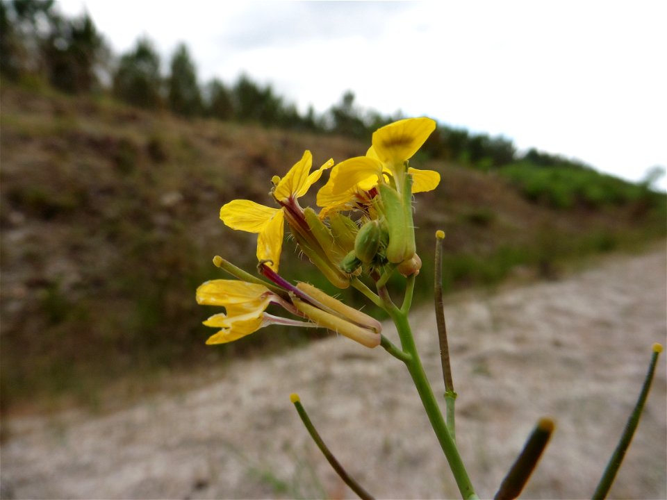 Coincya monensis (L.) Greuter & Burdet, 1983