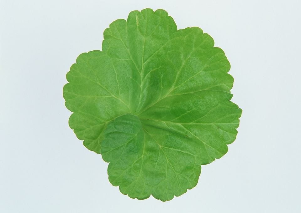 Collage of vine leaves on white background