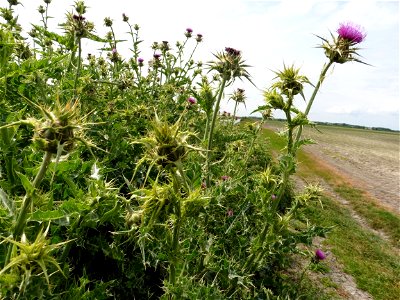 Silybum marianum (L.) Gaertn., 1791