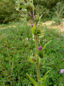 Echium vulgare L., 1753
