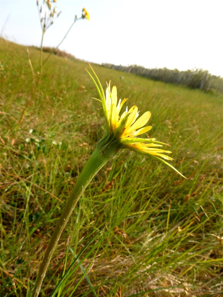Tragopogon dubius Scop., 1772