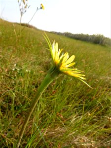 Tragopogon dubius Scop., 1772