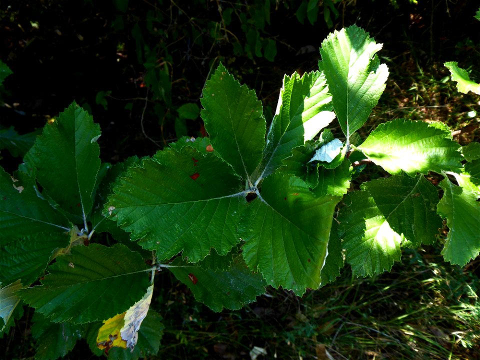 Sorbus aria (L.) Crantz, 1763