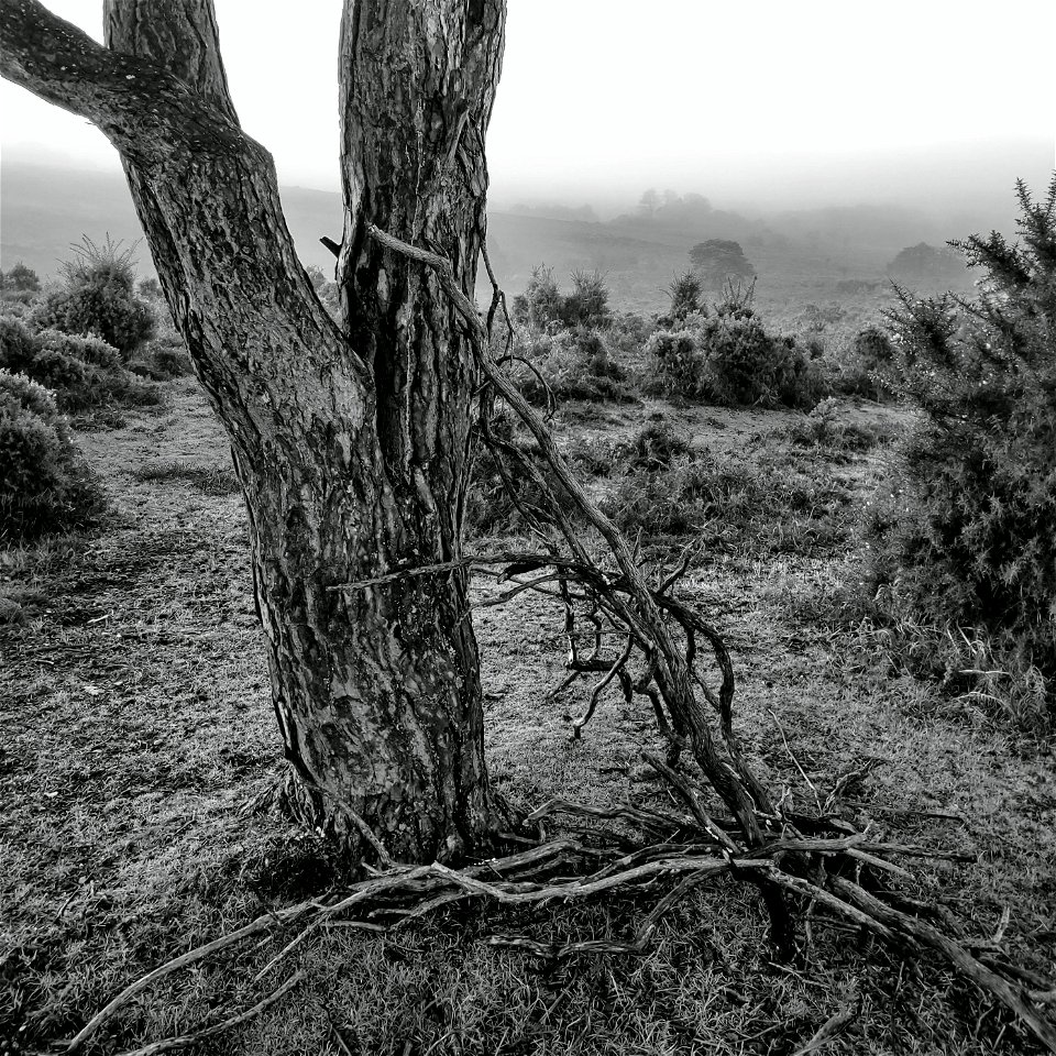 Black and White Tree Trunk