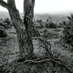 Black and White Tree Trunk photo