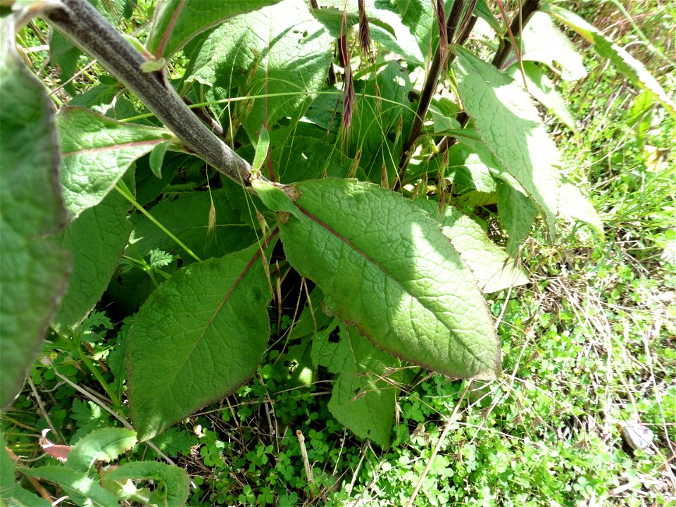 Inula conyzae (Greiss.) DC., 1836