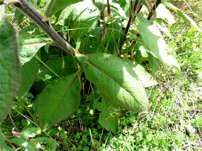 Inula conyzae (Greiss.) DC., 1836