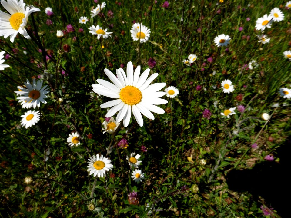 Leucanthemum vulgare Lam., 1779
