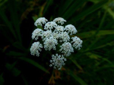 Oenanthe foucaudii Tess., 1884