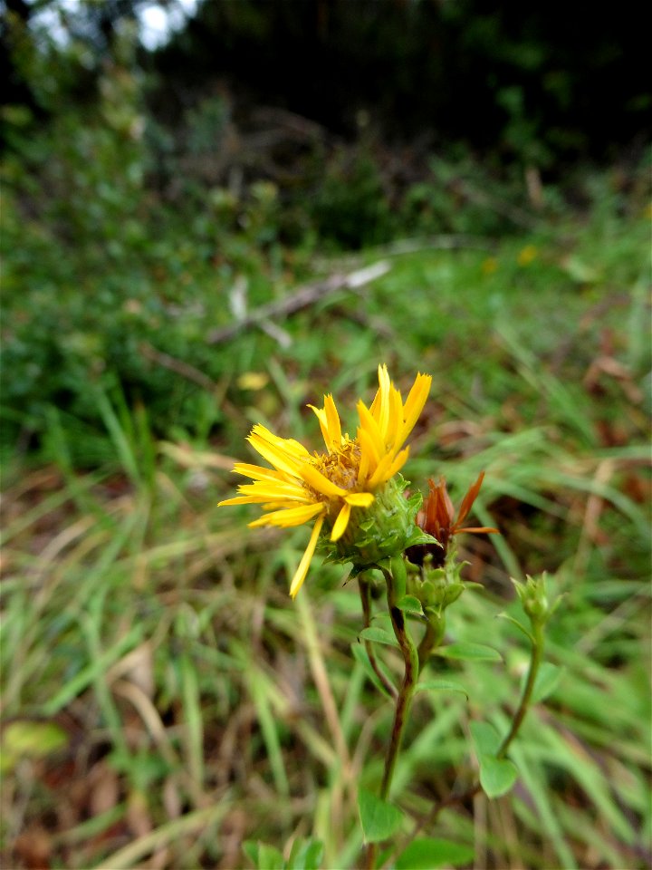 Inula spiraeifolia L., 1759