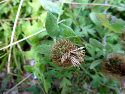 Centaurea pectinata L., 1763