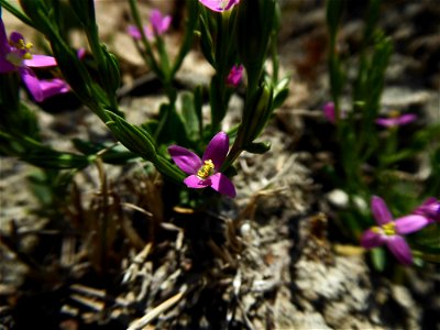 Schenkia spicata (L.) G.Mans., 2004