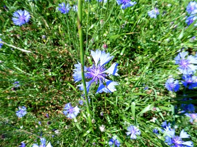 Cyanus segetum Hill, 1762