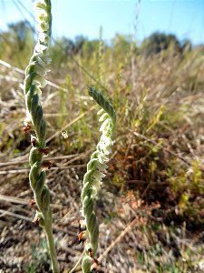 Spiranthes spiralis (L.) Chevall., 1827