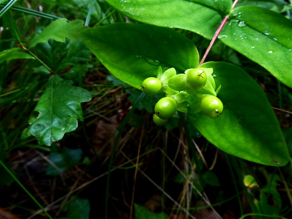 Hypericum androsaemum L., 1753