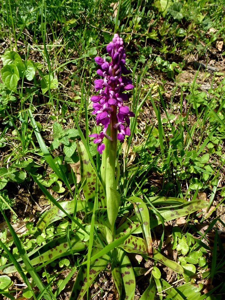 Orchis mascula (L.) L., 1755