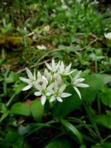 Allium ursinum L., 1753