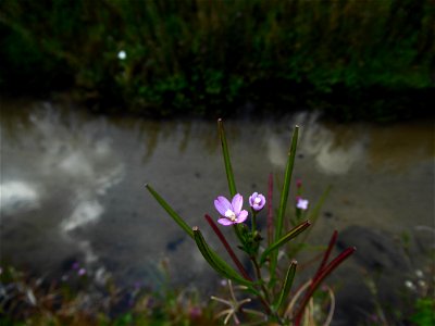 Epilobium parviflorum Schreb., 1771