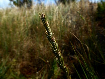 Elytrigia acuta (DC.) Tzvelev, 1973