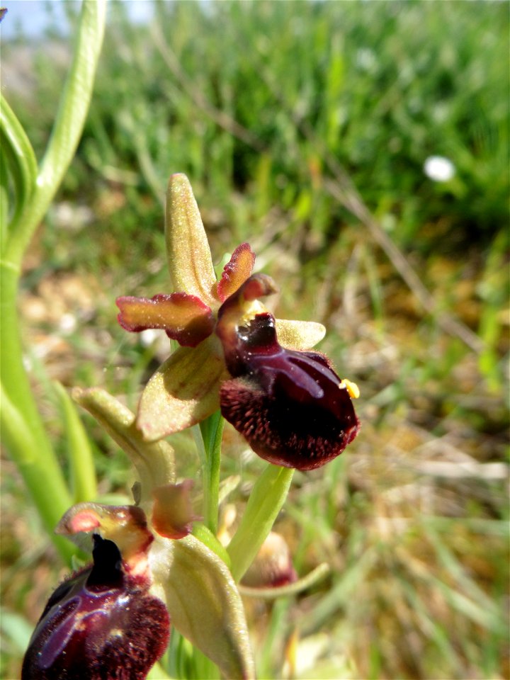 Ophrys passionis Sennen, 1926